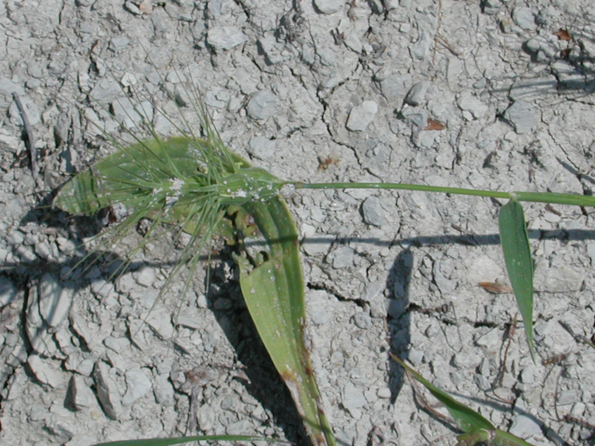 Aegilops neglecta Req. ex Bertol.